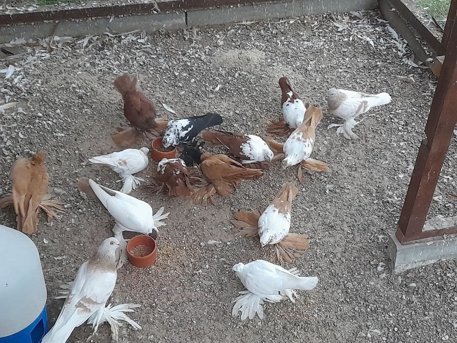 Gołębie ozdobne widyny