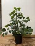 Planta arrificial