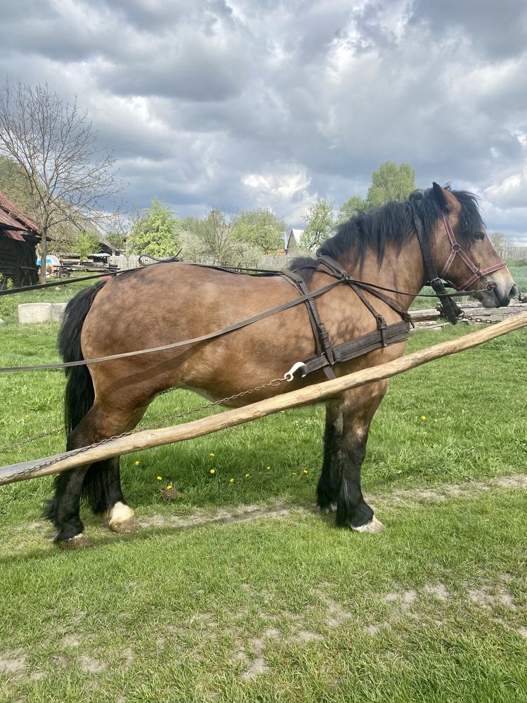 Źrebica zimnokrwista, źrebice