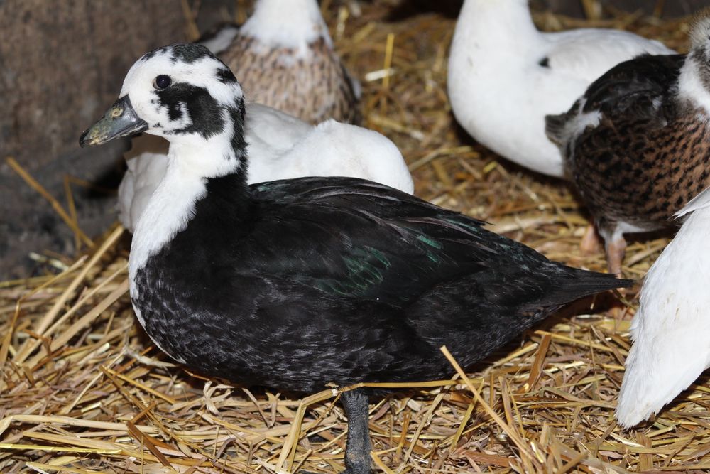 Kaczuszki i  Kaczory Call Duck