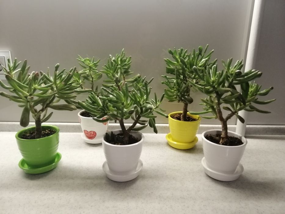 Денежное дерево разноцветных керамических горшках