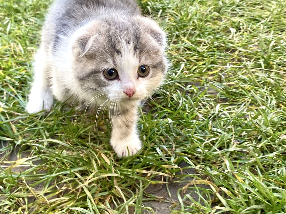 Віддам кошенят в добрі руки