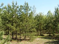 Ділянка 20 соток на Смоківці (26125354)