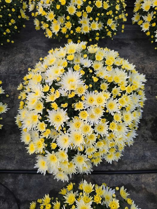 Piękne chryzantemy, sprzedaż prosto od ogrodnika.