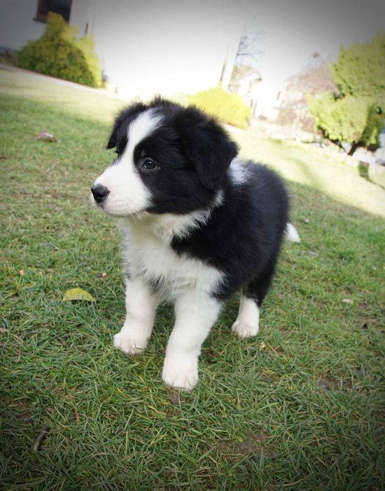 Border collie piesek czarno biały gotowy do odbioru