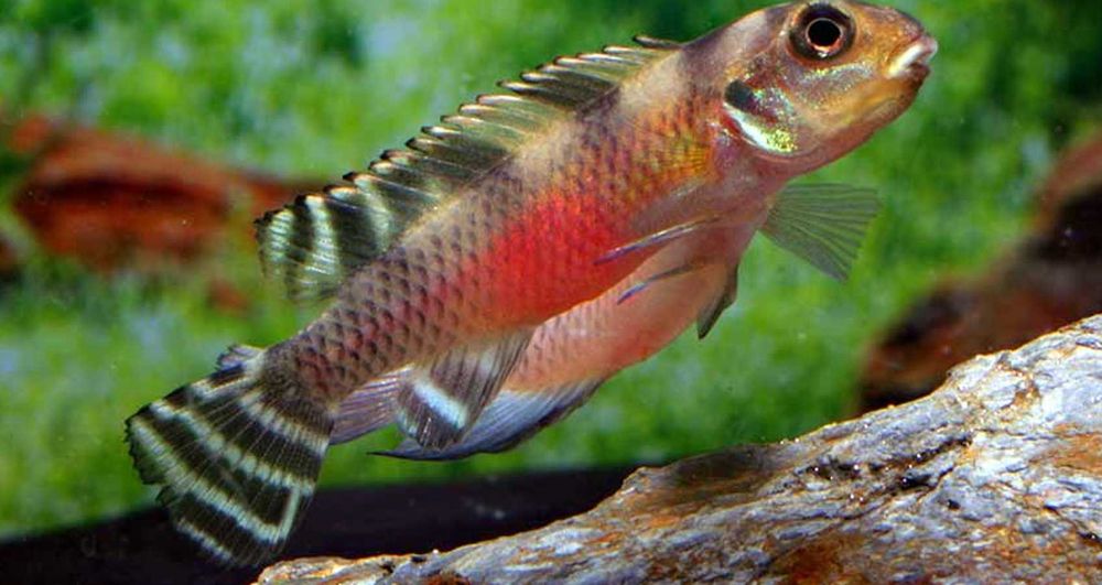 Barwniak transvestitus - Nanochromis transvestitus - dowóz, wysyłka