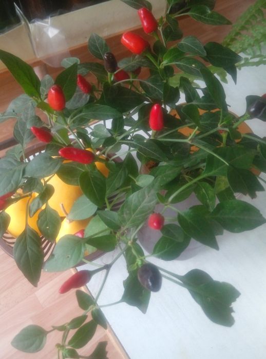 Семена острого комнатного декоративного перца.