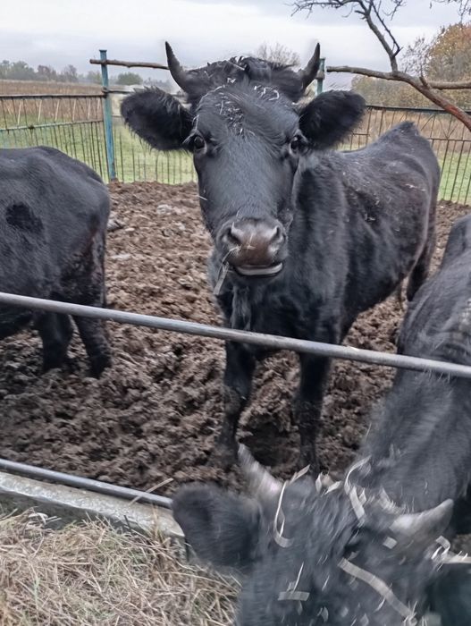 Продам теличок по 75 за кіло