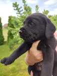 Szczeniak labrador retriever czarny