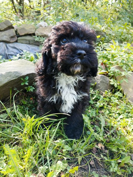 Cockapoo , spaniel pudel , cockapoo f1b samiec