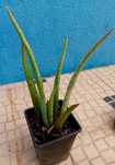 Aloe Vera Barbadensis