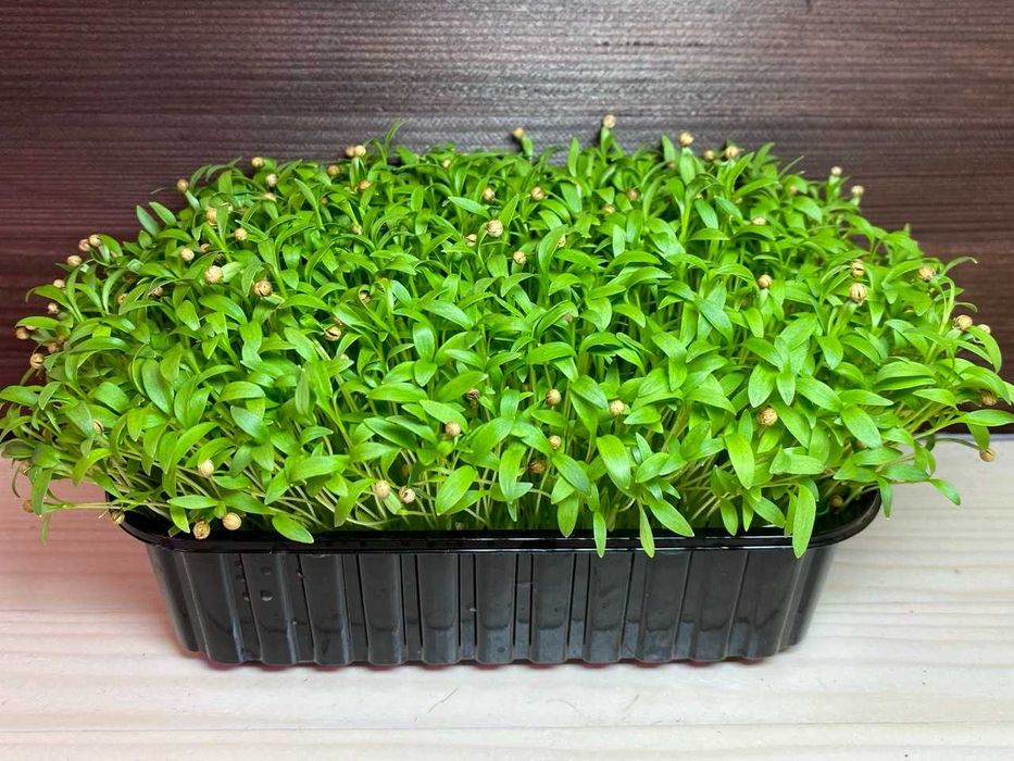 Мікрозелень в наявності! (більше 20 культур)