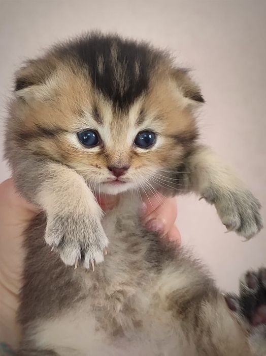 Шотландський котик. Кошеня шиншила. Золоте кошеня