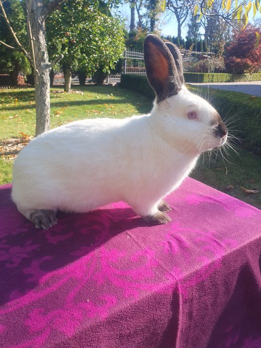 Kalifornijski czarny