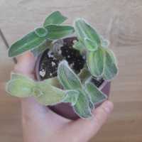 Silamontana variegata/silamontana zielona
