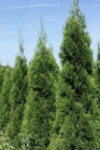 Tuje szmaragd thuja smaragd 130cm grunt