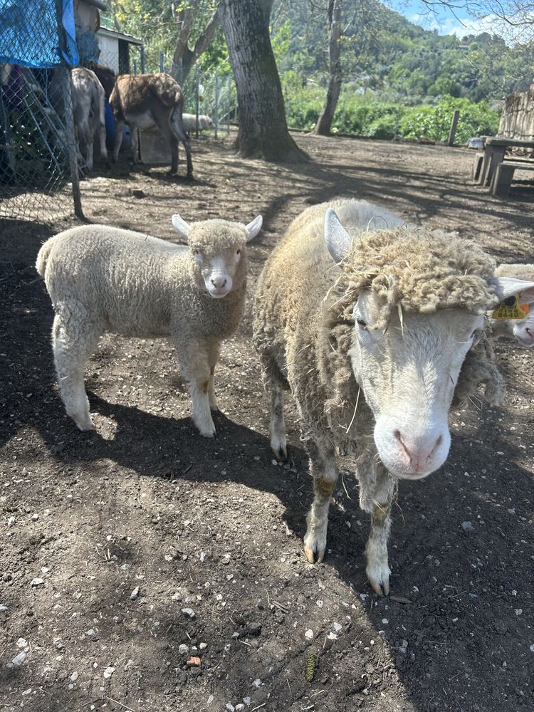 Venda de ovelhas Île-de-France