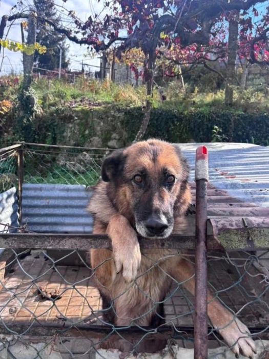 Adoção Responsável - Cães