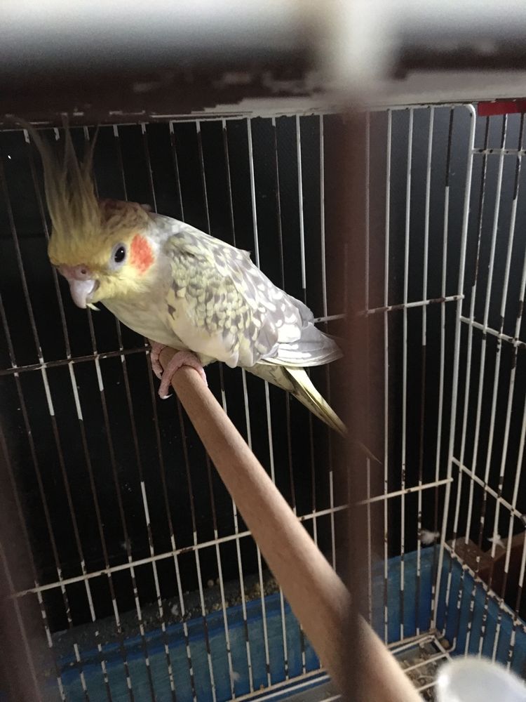 Aves para novo lar