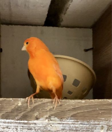 Kanarek kanarki śpiewający samiec z 2023 roku pomarańczowy