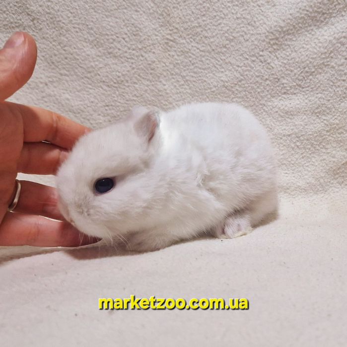 Продається миле торчевухе кроличеня дівчинка породи Нідерландський кар