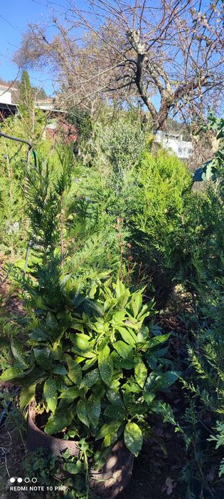 Plantas variadas