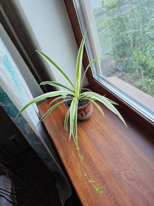 Сансев'єрії, хлорофітуми. У них очищувальні, противірусні властивості.