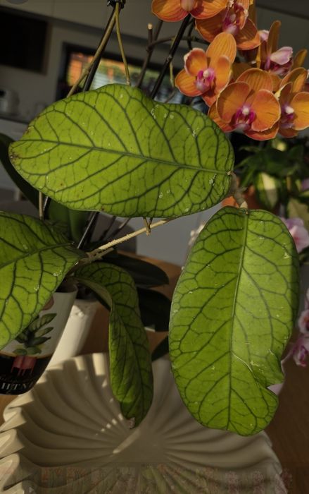 Продам Хойя Мередити Грин.  Срез