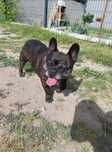 Bulldogue frances  macho - para adoção
