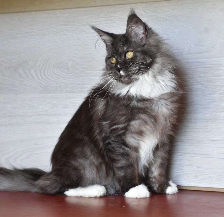 Девочка мечта в окрасе черный дым с белым