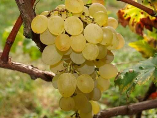 Sadzonki winogron!Winorośl! Wiele odmian!Bezpestkowe 2 i 3 letnie!