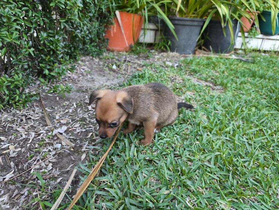 Pinscher pincher exótico miniatura criado em ambiente familiar