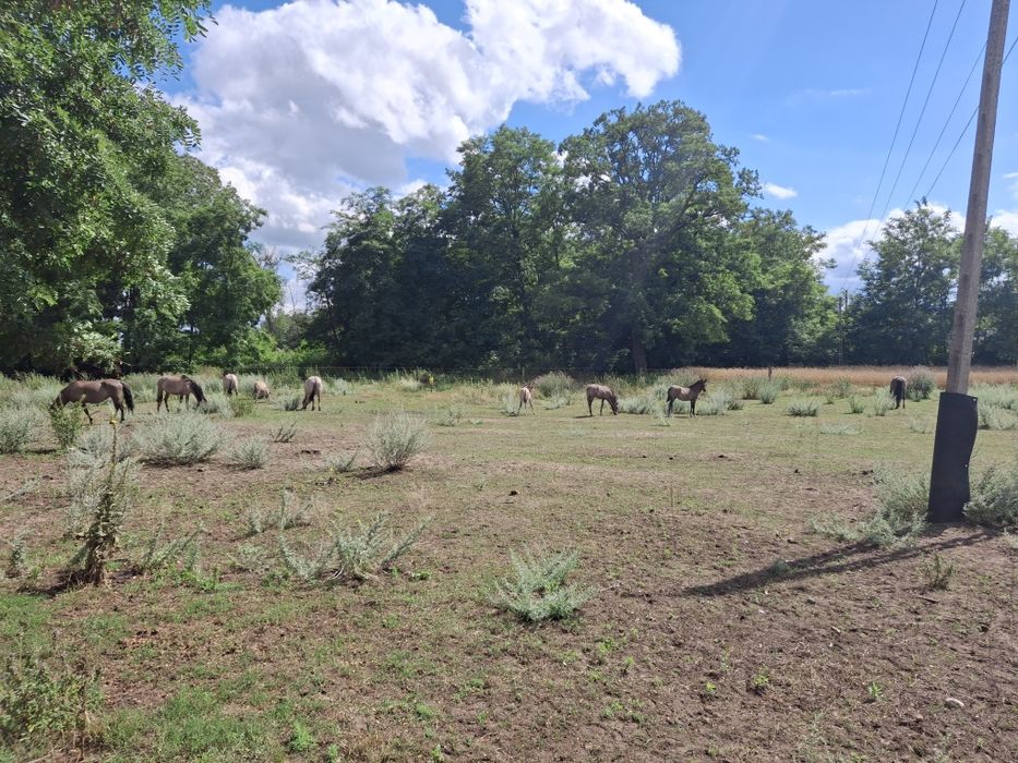 Koniki polskie odsadki od hodowcy ogierek i klaczki