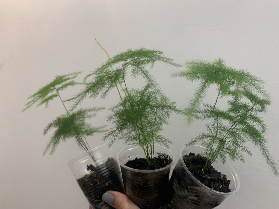 Аспарагус перистий, аспарагус Шпренгера, папороть