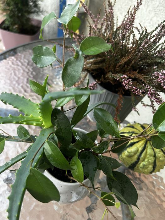 Zestaw kwiatkow aloes i benjamin