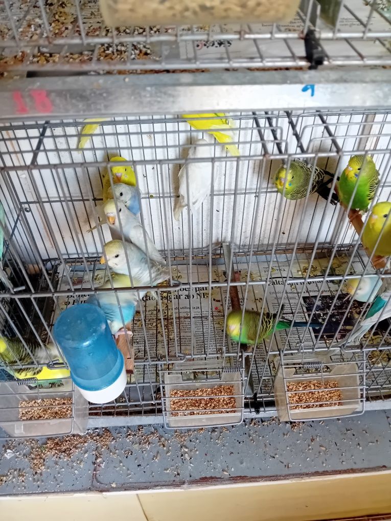 Vendo piriquitos