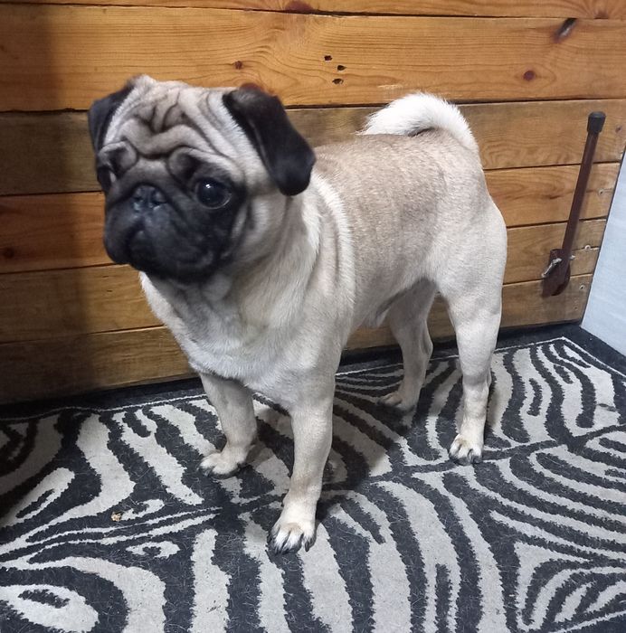 Мальчик мопс ищет подружку