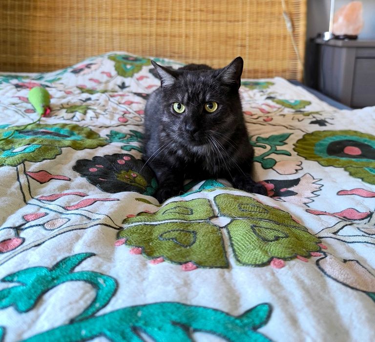 Kot Denzel czeka na adopcję