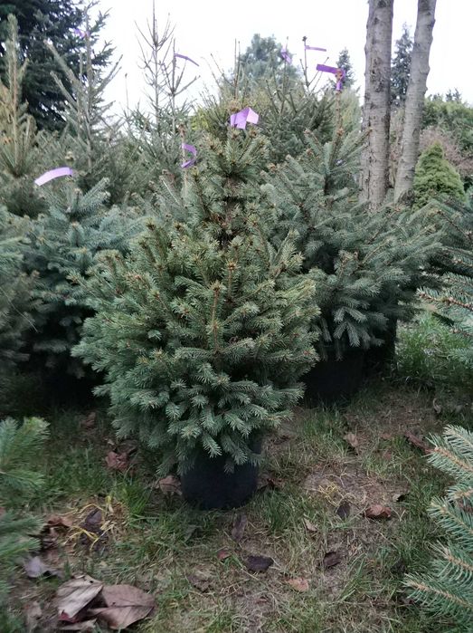 Choinki Świerk Jodła kaukaska z dowozem plantacja choinek