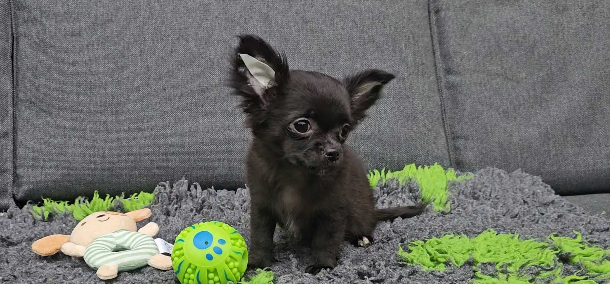 Chihuahua  - długowłosy chłopczyk