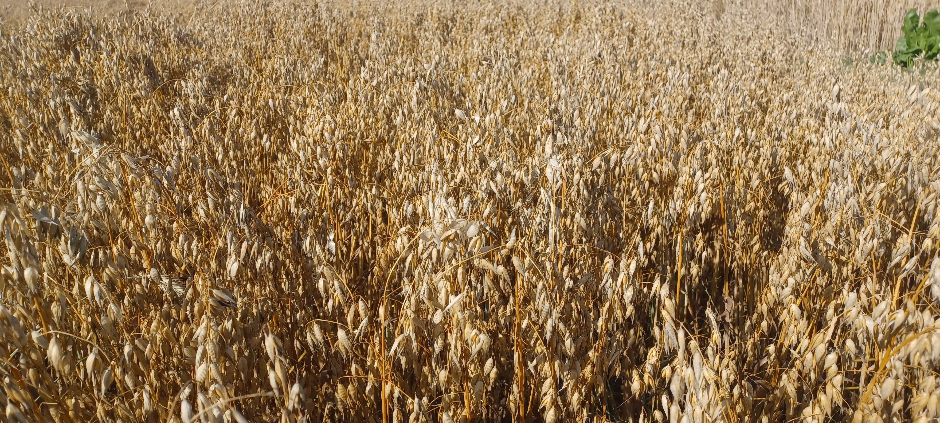 Owies dla koni, do siewu, na opał