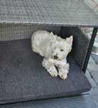 Zagineła Zula (suczka) – West Highland White Terrier