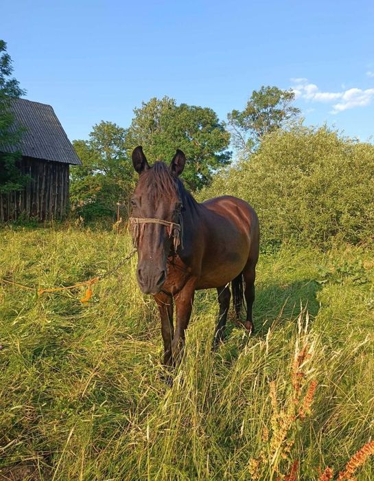 Продається робоча кобила з лошам