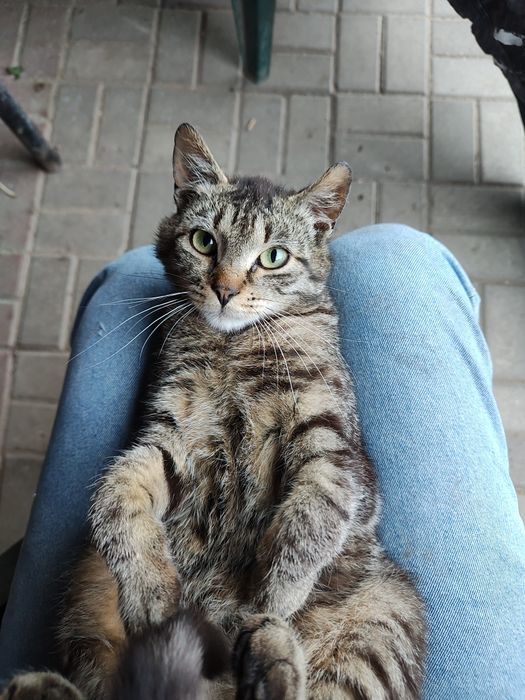 Kotki oddam za darmo kot kotka kocur