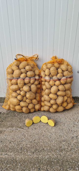 Ziemniaki jadalne Wineta, Tajfun, Soraja