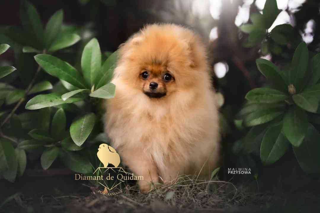 Szpic miniaturowy Pomeranian, FCI- ZKwP