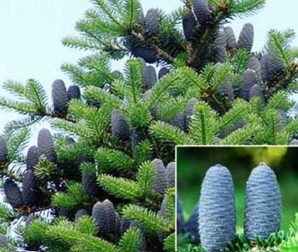 ялинка піхта корейська, висота 5м, діаметр 2,5м, вік 8 років