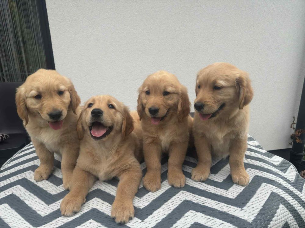 Golden Retriever