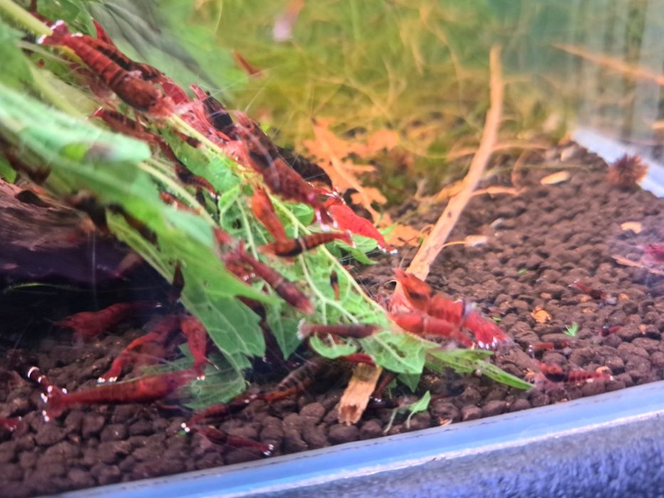 Krewetki caridina Red Ruby