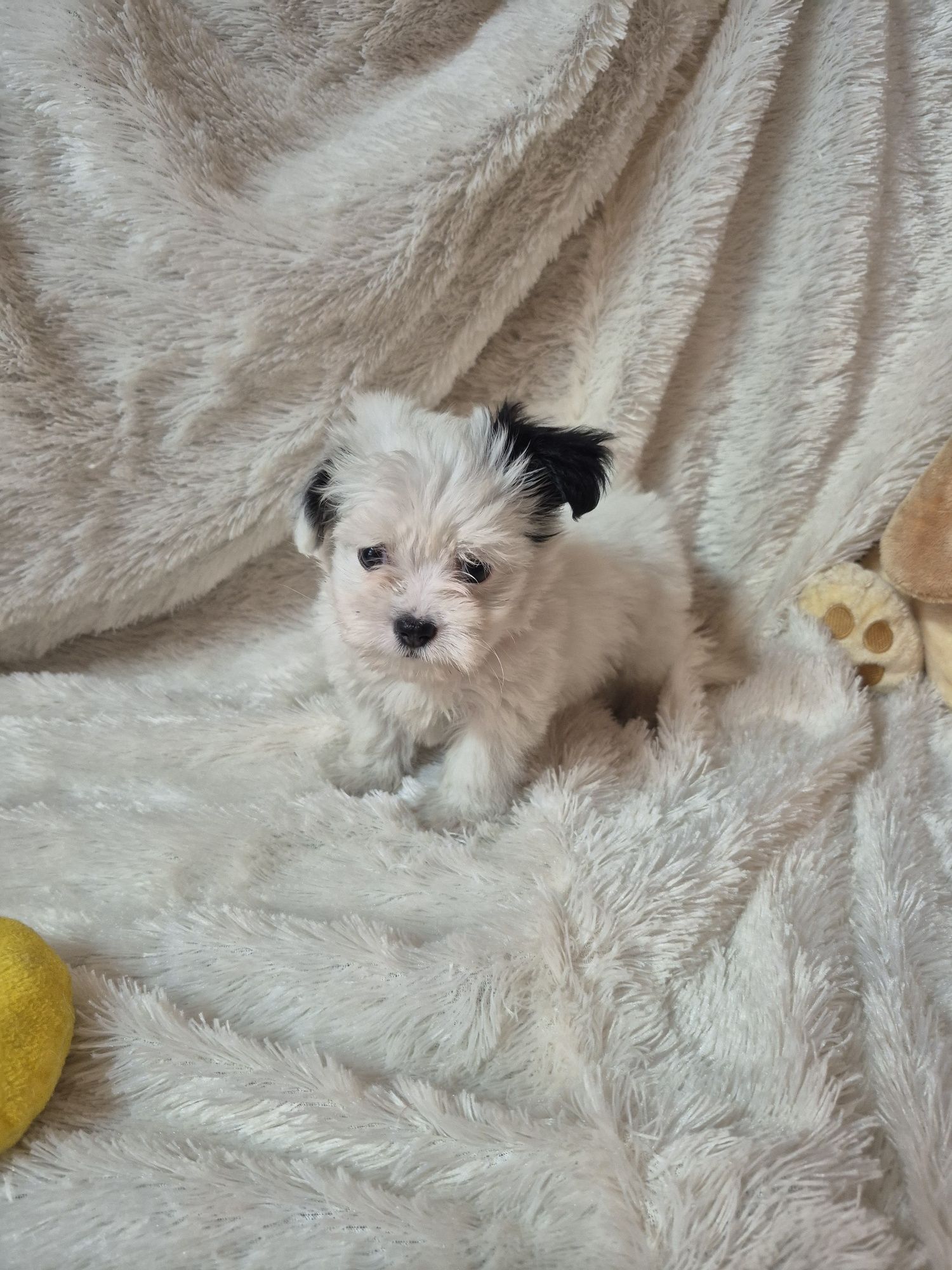 Biewer Terrier Macho Criadora Registada PT3088FL FL